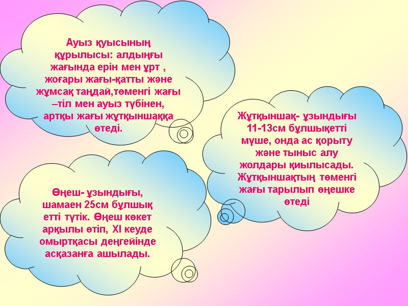 Ауыз қуысының құрылысы: алдыңғы жағында ерін мен ұрт , жоғары жағы-қатты және жұмсақ таңдай,төменгі